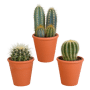 Cactus mix 3 stuks in terra 8,5 cm pot